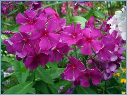 Phlox paniculata ültetés és gondozás, fotók fajták, termesztés és nemesítés a nyílt terepen, a szerepe