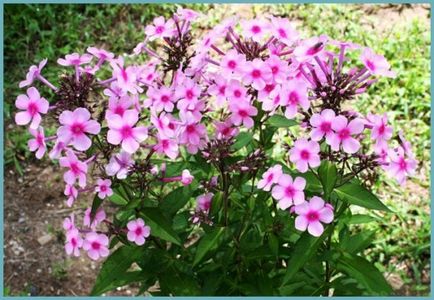 Phlox paniculata ültetés és gondozás, fotók fajták, termesztés és nemesítés a nyílt terepen, a szerepe