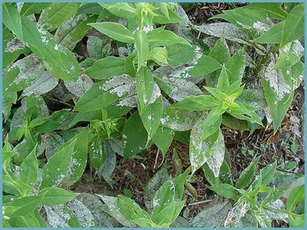 Phlox paniculata ültetés és gondozás, fotók fajták, termesztés és nemesítés a nyílt terepen, a szerepe