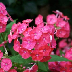 Phlox, plantarea și îngrijirea panicului, soiurile de fotografie, creșterea și reproducerea în aer liber, rolul în