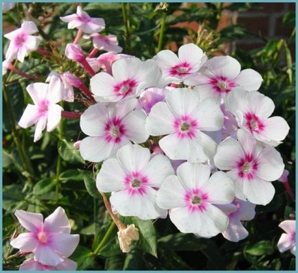 Phlox paniculata ültetés és gondozás, fotók fajták, termesztés és nemesítés a nyílt terepen, a szerepe