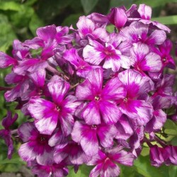 Phlox paniculata ültetés és gondozás, fotók fajták, termesztés és nemesítés a nyílt terepen, a szerepe