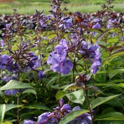 Флокс волотисте посадка і догляд, фото сортів, вирощування і розмноження у відкритому грунті, роль в