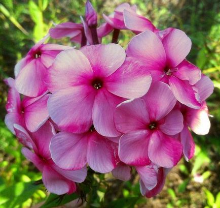 Phlox paniculata ültetés és gondozás, fotók fajták, termesztés és nemesítés a nyílt terepen, a szerepe