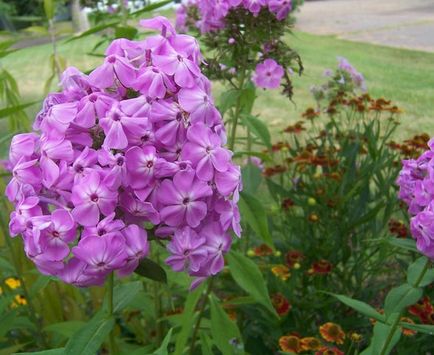 Phlox paniculata ültetés és gondozás, fotók fajták, termesztés és nemesítés a nyílt terepen, a szerepe