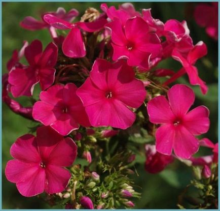 Phlox, plantarea și îngrijirea panicului, soiurile de fotografie, creșterea și reproducerea în aer liber, rolul în