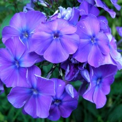 Phlox paniculata ültetés és gondozás, fotók fajták, termesztés és nemesítés a nyílt terepen, a szerepe