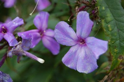 Флокс волотисте посадка і догляд, фото сортів, вирощування і розмноження у відкритому грунті, роль в