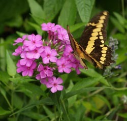 Phlox paniculata ültetés és gondozás, fotók fajták, termesztés és nemesítés a nyílt terepen, a szerepe