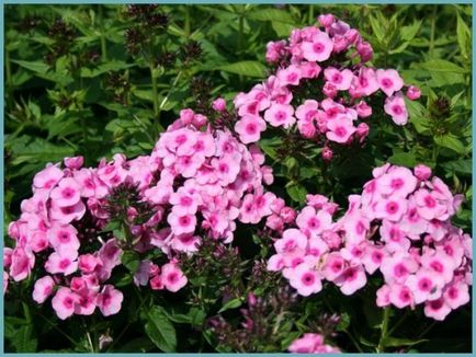 Phlox paniculata ültetés és gondozás, fotók fajták, termesztés és nemesítés a nyílt terepen, a szerepe