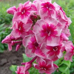 Phlox paniculata ültetés és gondozás, fotók fajták, termesztés és nemesítés a nyílt terepen, a szerepe