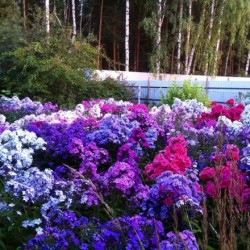 Флокс волотисте посадка і догляд, фото сортів, вирощування і розмноження у відкритому грунті, роль в