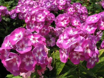 Phlox, plantarea și îngrijirea panicului, soiurile de fotografie, creșterea și reproducerea în aer liber, rolul în