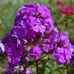 Phlox paniculata ültetés és gondozás, fotók fajták, termesztés és nemesítés a nyílt terepen, a szerepe