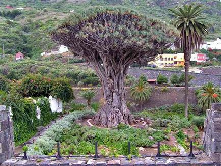 Gyümölcsök Tenerife