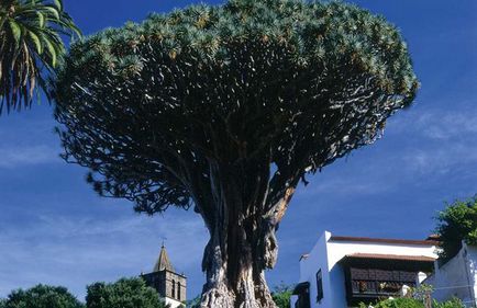 Gyümölcsök Tenerife