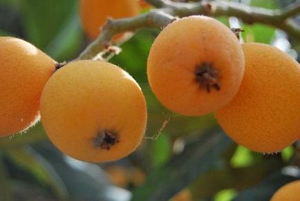 Loquat gyümölcs hasznos tulajdonságok és ellenjavallatok - az életem