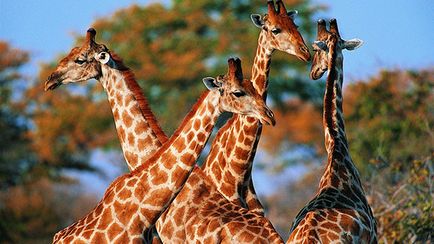 Hol vannak a zsiráfok országok, kontinensek, adatkártya, mind az állatokról