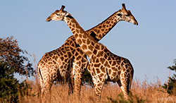 Де живуть жирафи країни, материки, карта проживання, все про тварин