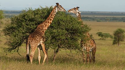 Unde se află girafele țării, continentul, harta habitatului, totul despre animale
