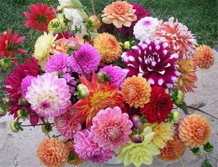 Cultivarea, îngrijirea, depozitarea, dăunarea și bolile Dahlias