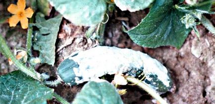 Гниль на огірках в теплиці ознаки гнилі, види гнилі на огірках, причини виникнення, методи