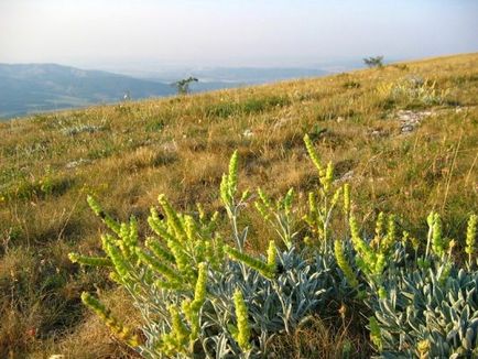 hegyi tea