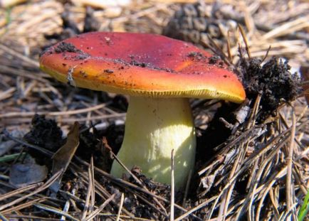 Ciuperci russula - rețete, proprietăți și modul de gătire