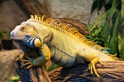 Iguana acasă