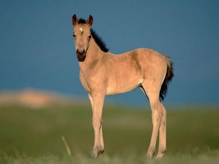 Интересни факти за конете - My Horse