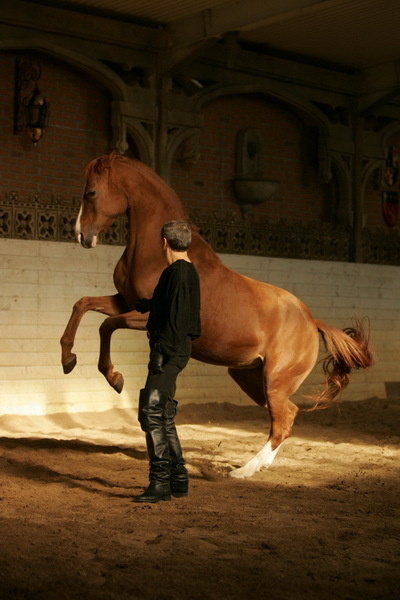 Интересни факти за конете - My Horse