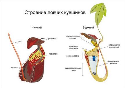 International carnivorous plant society homepage