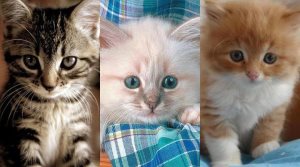 Змінити характер кішки, наші кішки і собаки