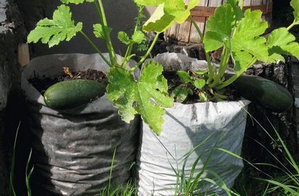 Zucchini în saci - cabana bunicii