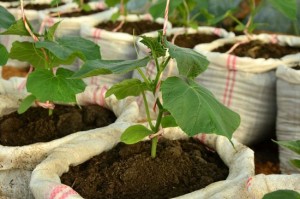 Zucchini în saci în creștere