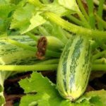 Zucchini în cultivarea și îngrijirea sacilor