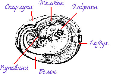 Cabinet de dragonologie