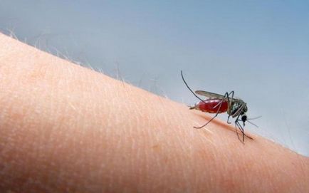 Hogyan kell kezelni a szúnyogok, a kábítószer elleni küzdelem rovarok