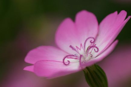 Як фотографувати квіти, від перших кроків до майстерності