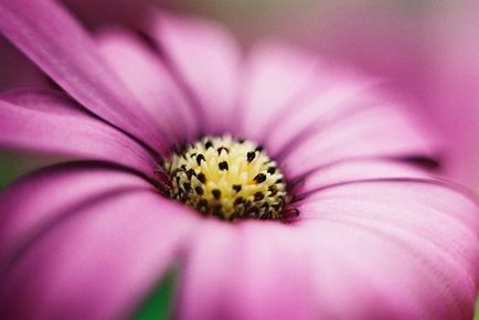 Cum să fotografi flori, de la primii pași până la măiestrie