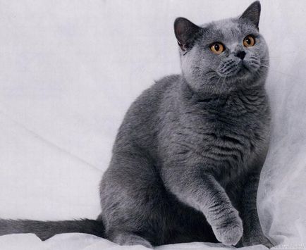 Які бувають породи сірих кішок