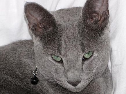 Які бувають породи сірих кішок