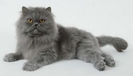 Care sunt rasele de pisici gri