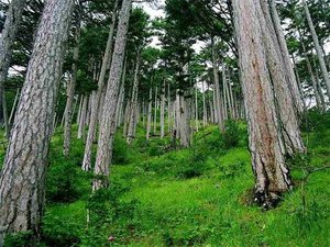 Які дерева ростуть в наших лісах виживання в дикій природі і екстремальних ситуаціях