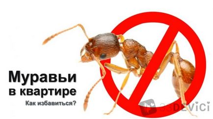 Cum să scapi de furnicile domestice, roșii în apartament pentru totdeauna - moduri de a lupta