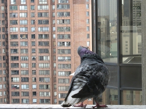 Cum să scapi de porumbei pe balconul unui număr de metode și recomandări eficiente