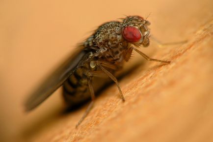 Hogyan lehet megszabadulni a szúnyogok a konyhában - egyszerű és hatékony módja