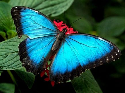 Як годувати метеликів