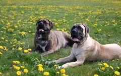 Cum să hrăniți un mastiff decât să alimentați o rațiune de mastif în engleză