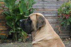 Cum să hrăniți un mastiff decât să alimentați o rațiune de mastif în engleză